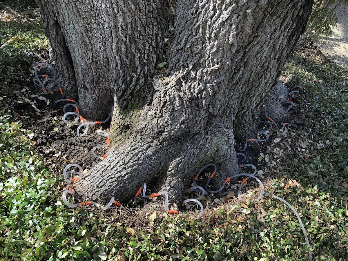 Detailed Tree Cabling and Bracing job site in Fairfield Bay
