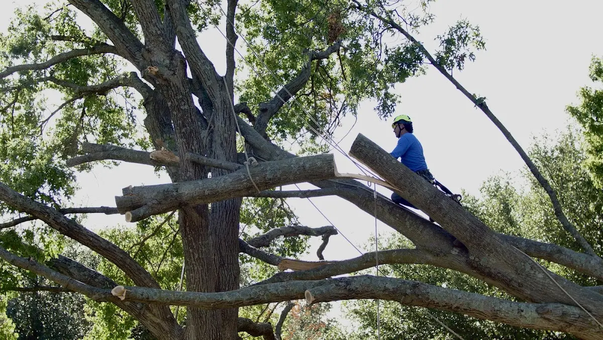 Professional Crown Thinning performed by certified arborists in Fairfield Bay