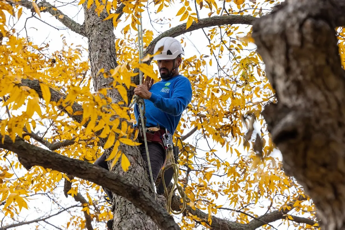 Skilled Tree Trimming crew working in Fairfield Bay